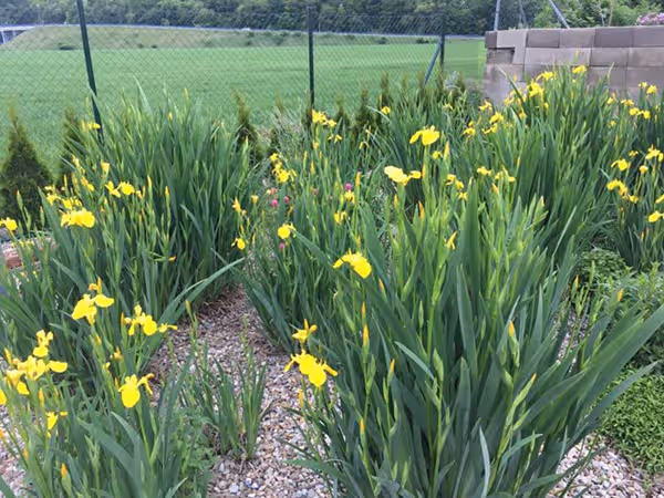 2018 - Trenčianske Bohuslavice